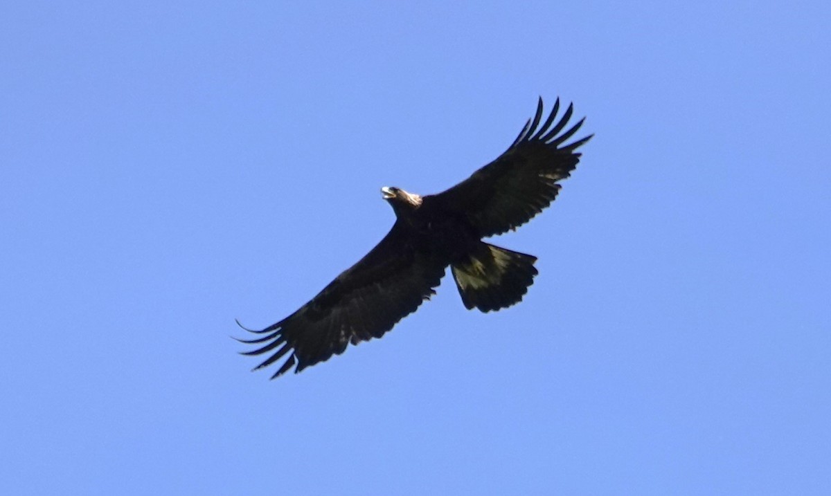 Golden Eagle - ML546814601
