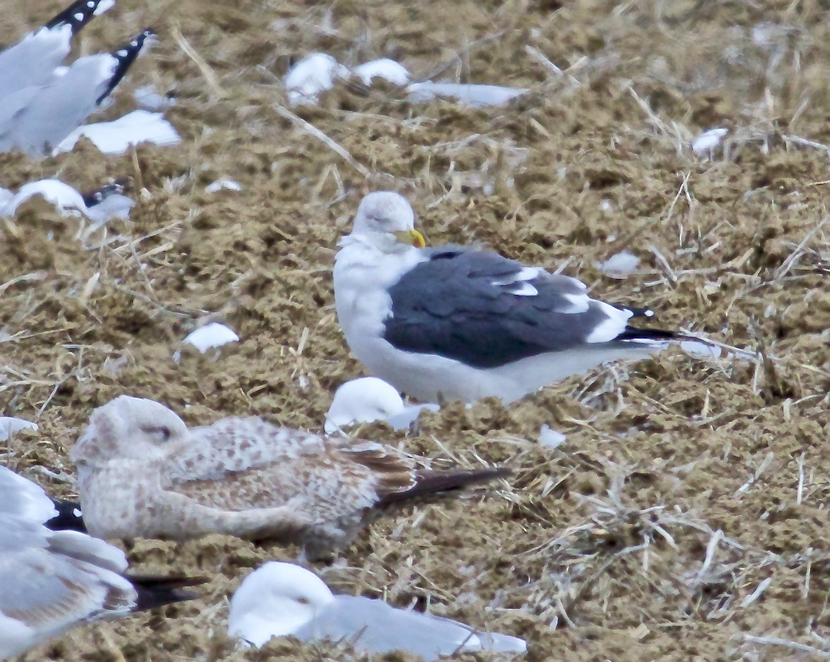 Lesser Black-backed Gull - ML546815531