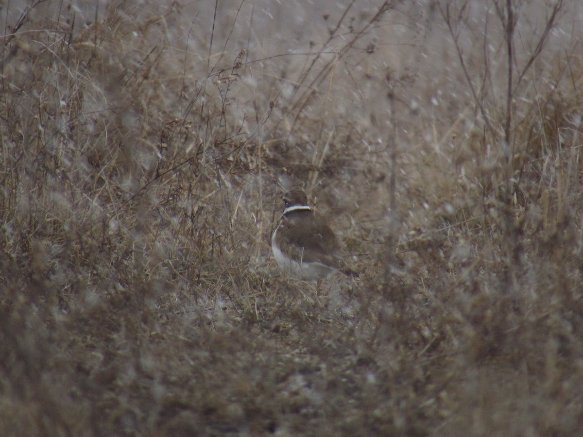 Killdeer - Alyssa Gruda