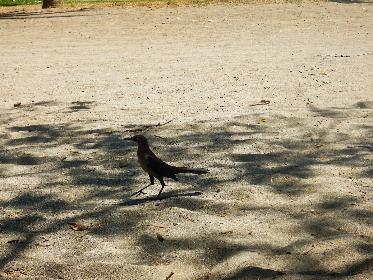 Great-tailed Grackle - ML546816611