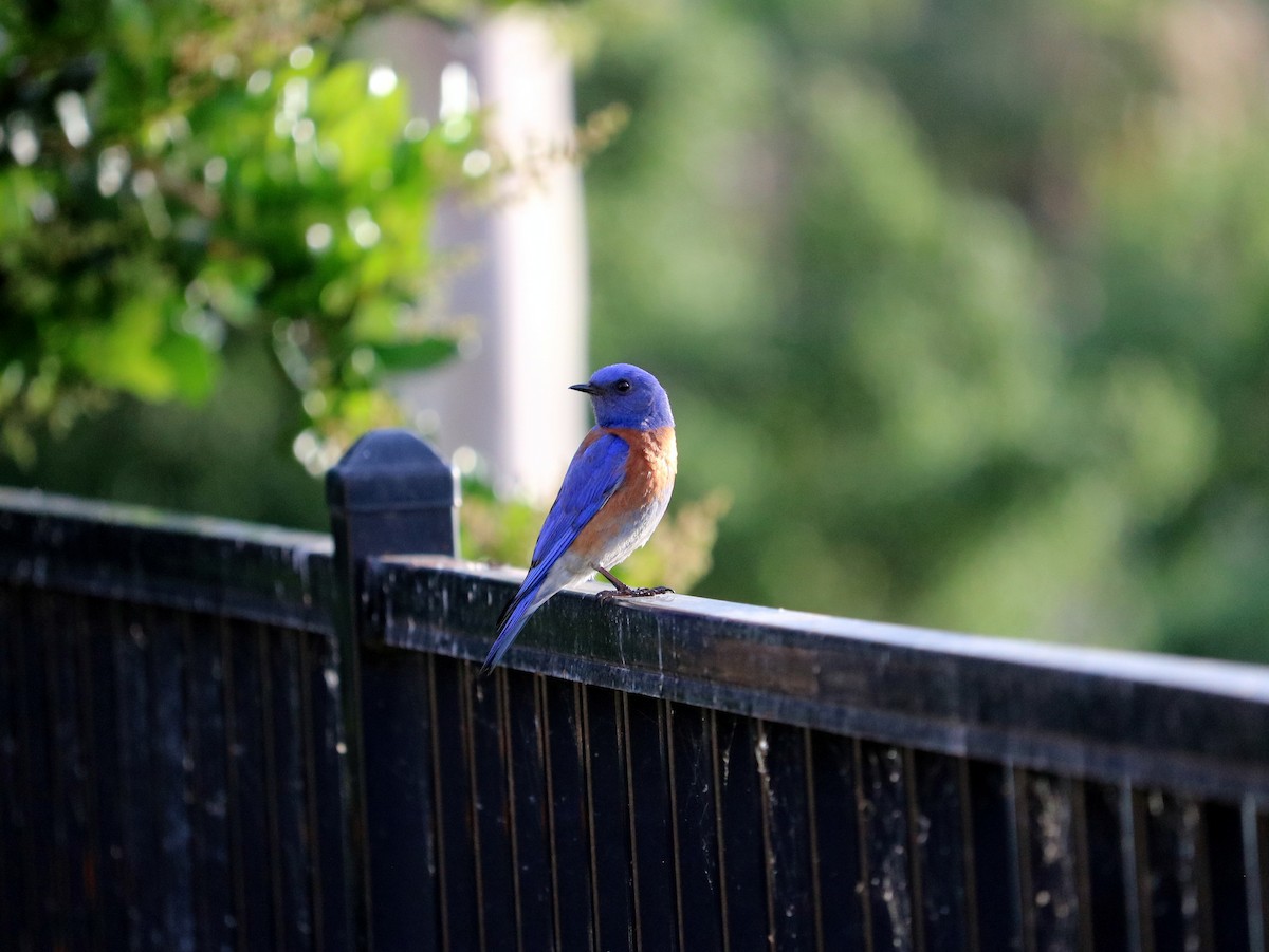 Western Bluebird - ML54681671