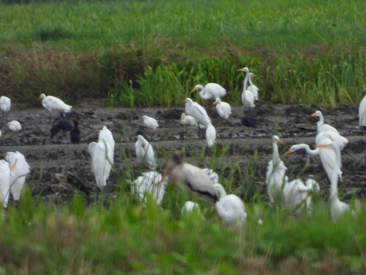 Wood Stork - ML546817061