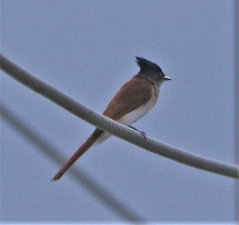 Indian Paradise-Flycatcher - ML546817501