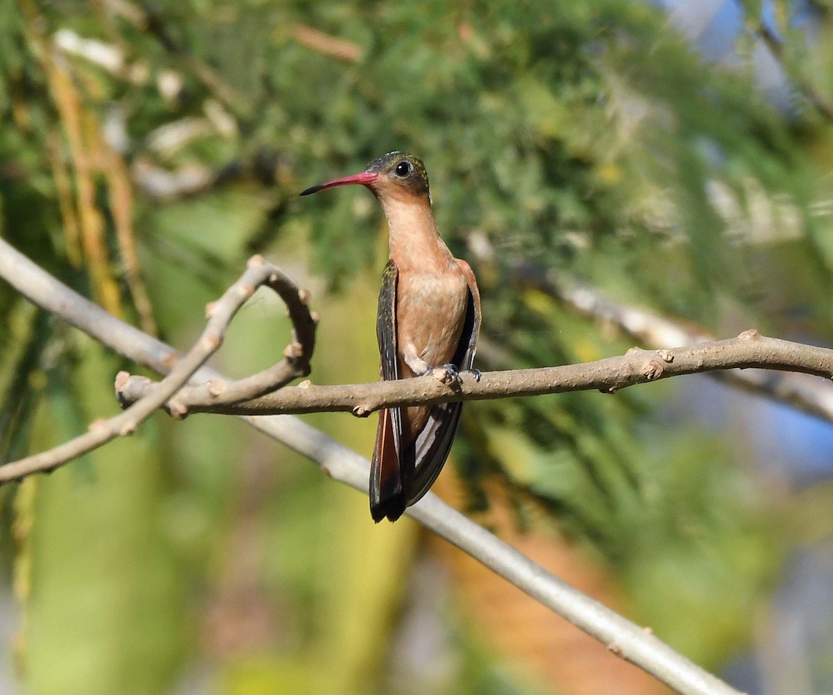 kolibřík ryšavý - ML546819131