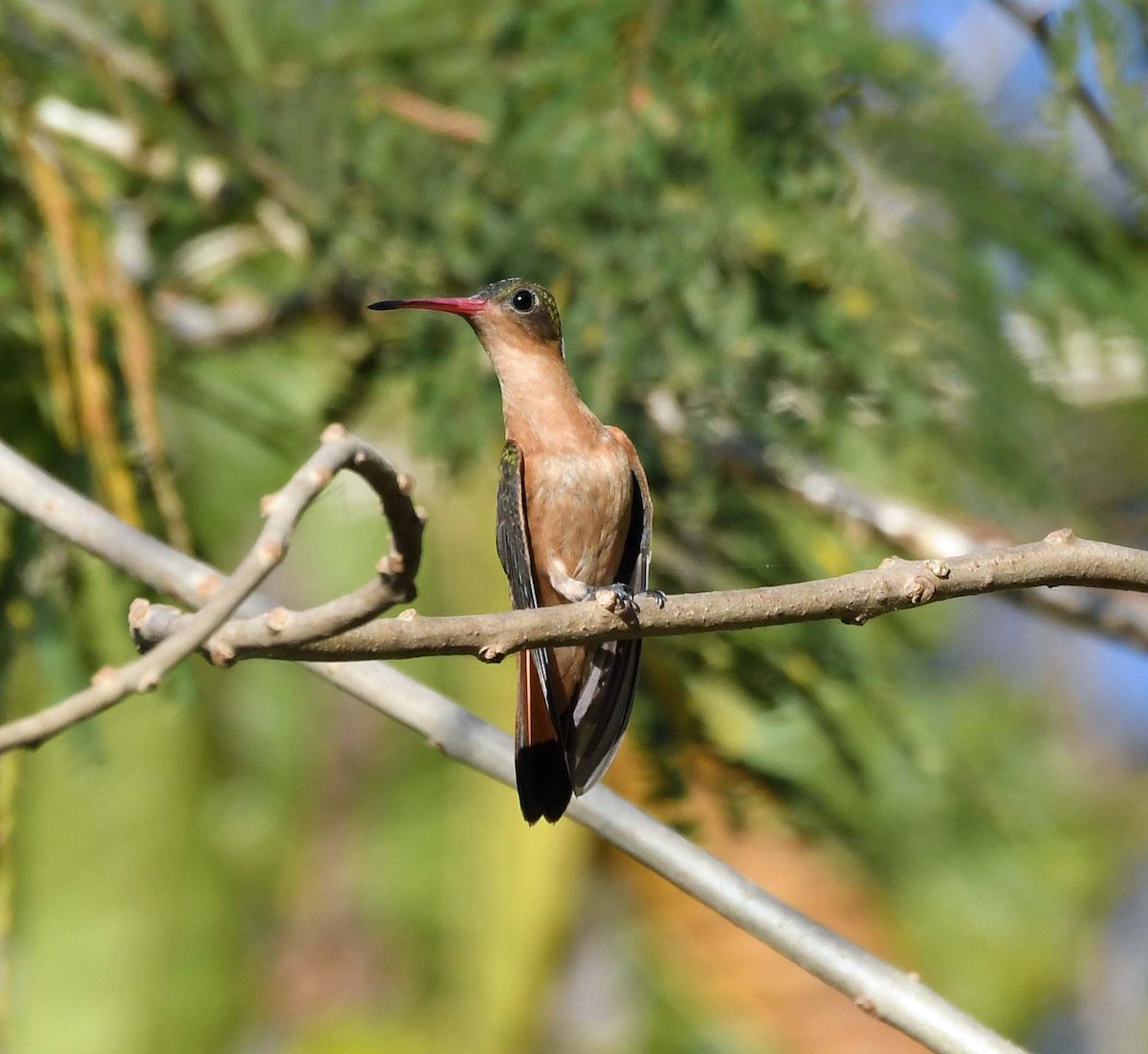kolibřík ryšavý - ML546819181
