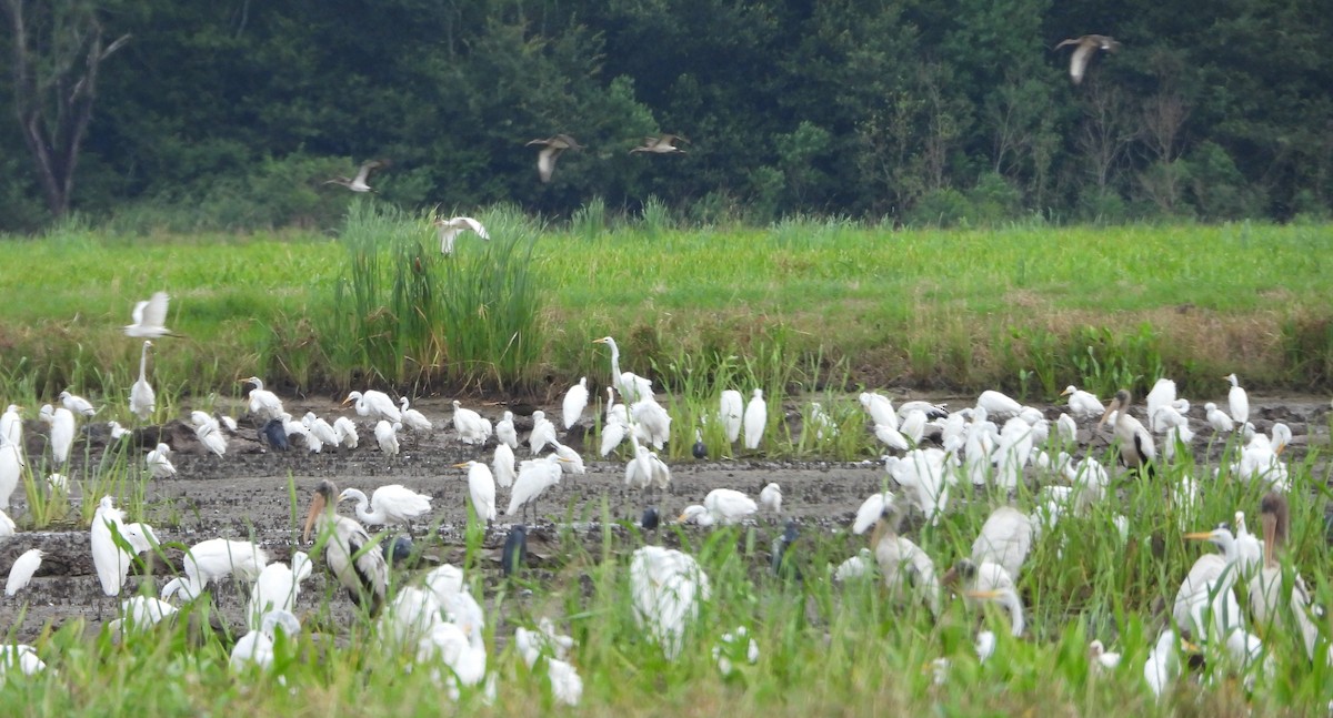 Wood Stork - ML546819421