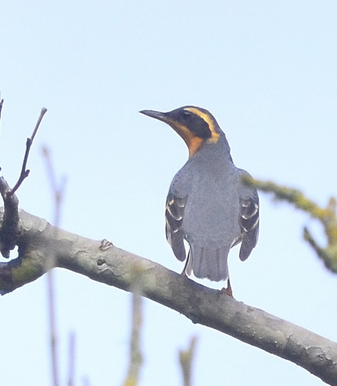 Varied Thrush - ML546820241