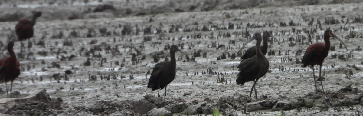 White-faced Ibis - Tracy f