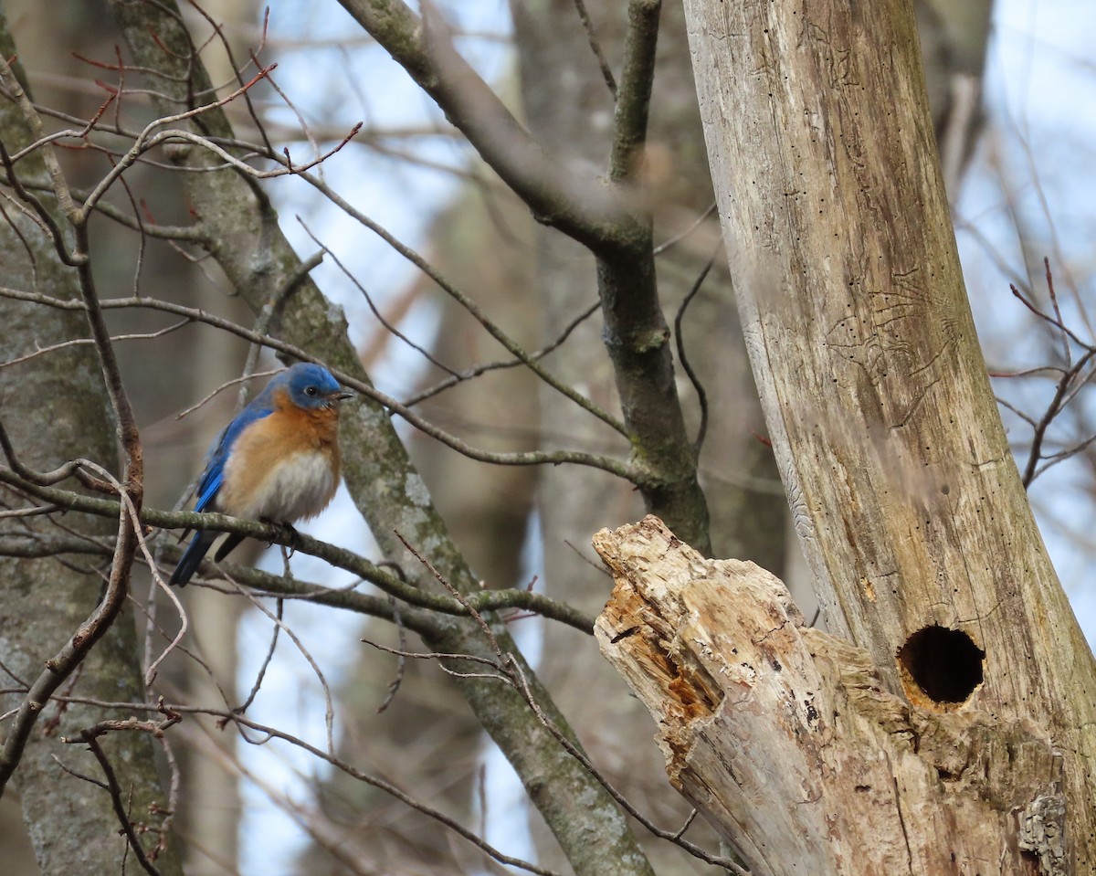 Eastern Bluebird - Scott Santino