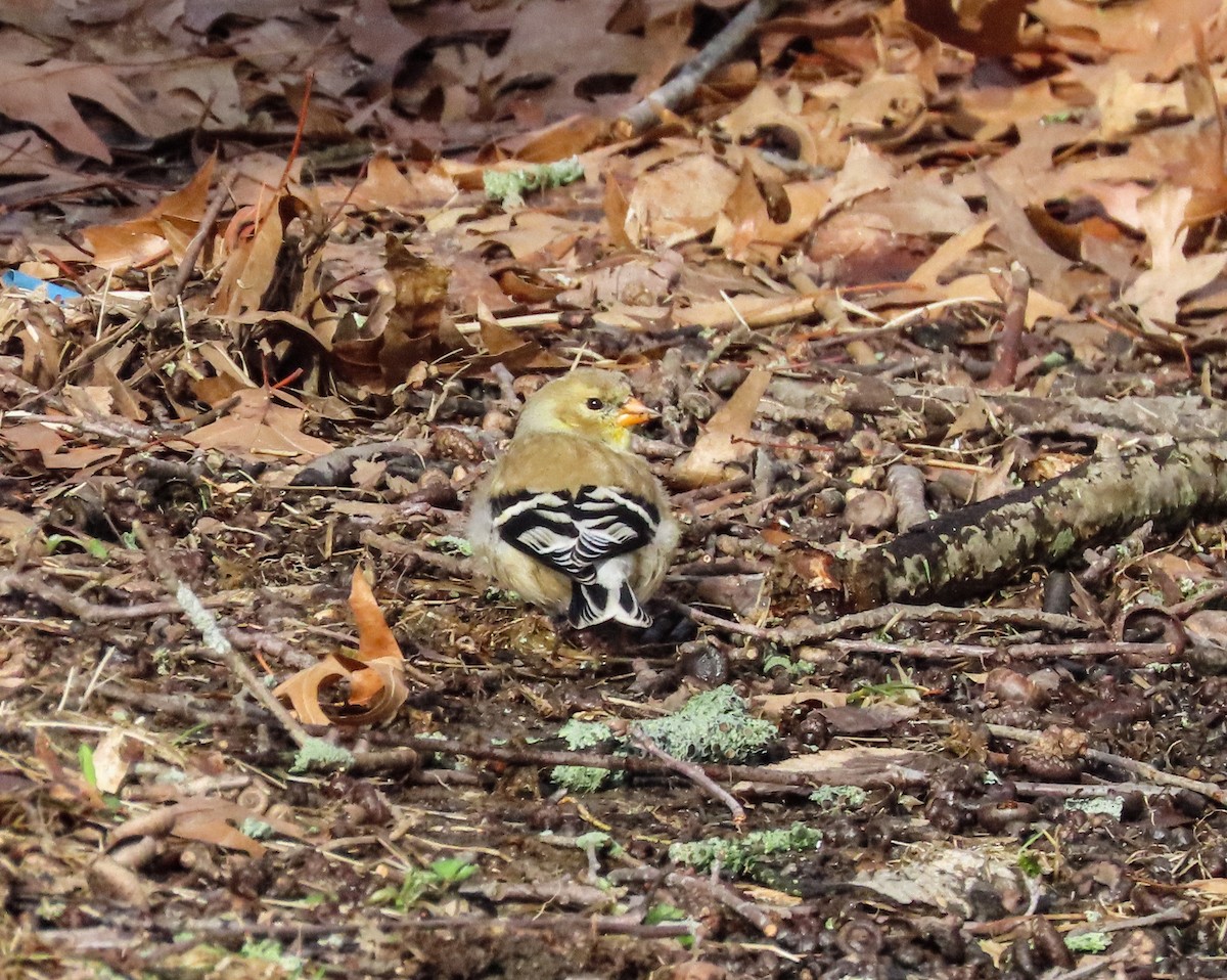 Chardonneret jaune - ML546822281