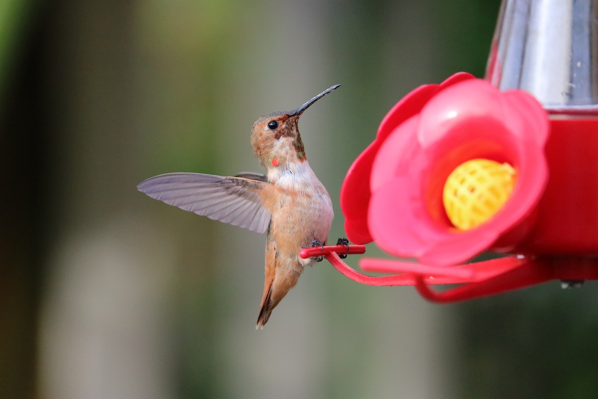 Allen's Hummingbird - ML54682371