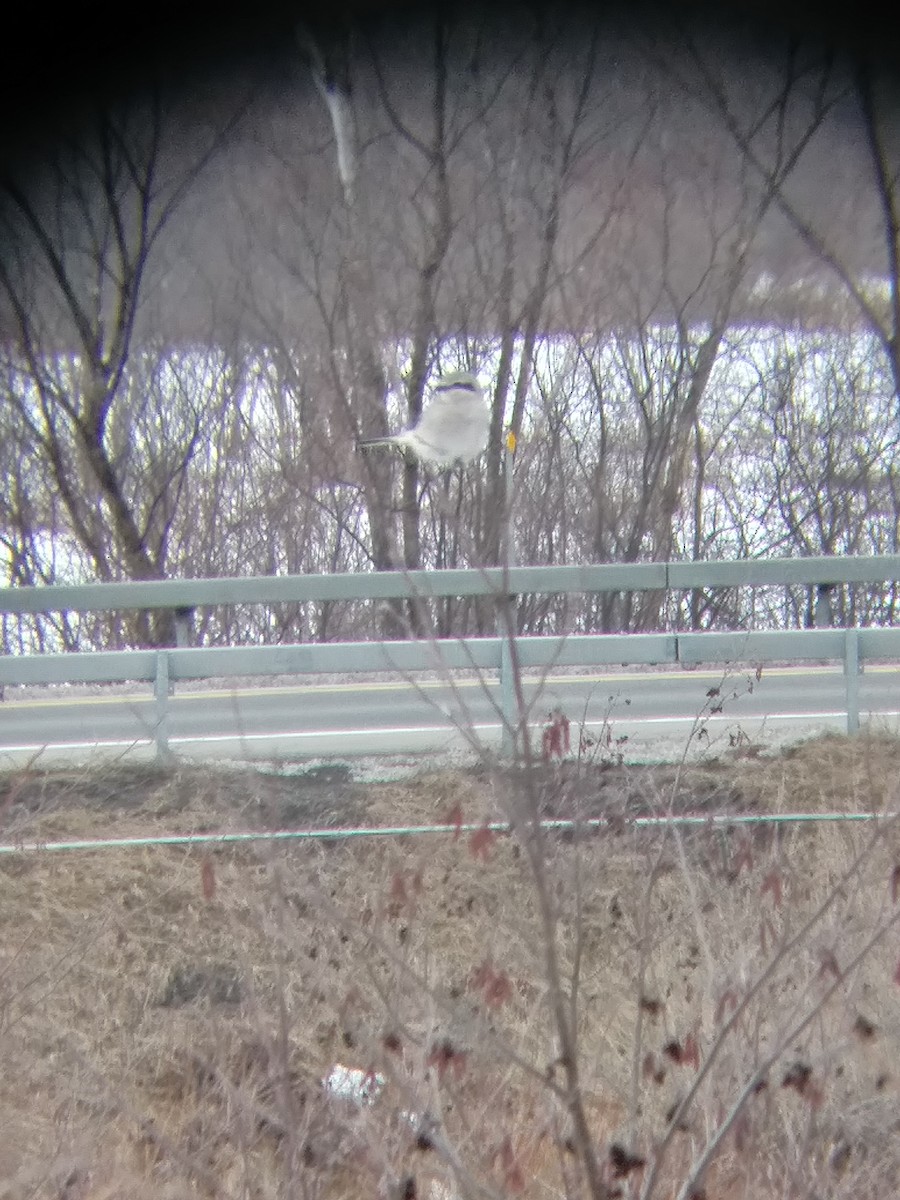 Northern Shrike - ML546824221