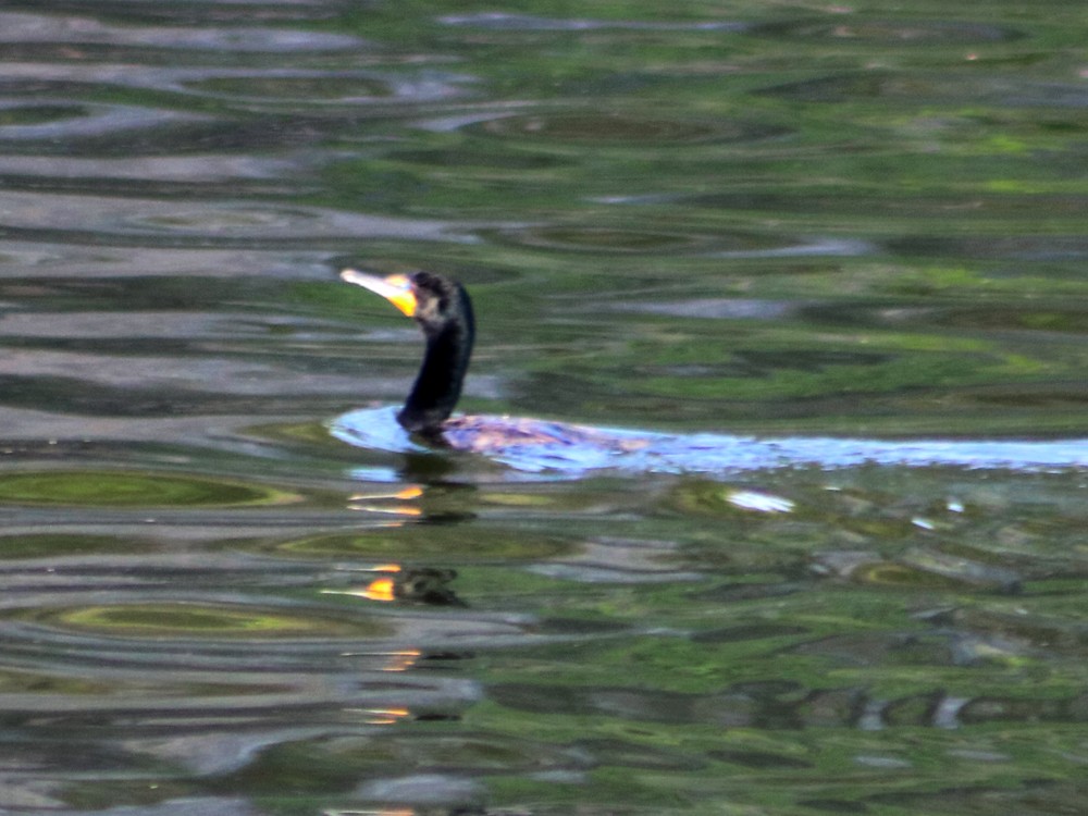 Cormoran à aigrettes - ML54682581