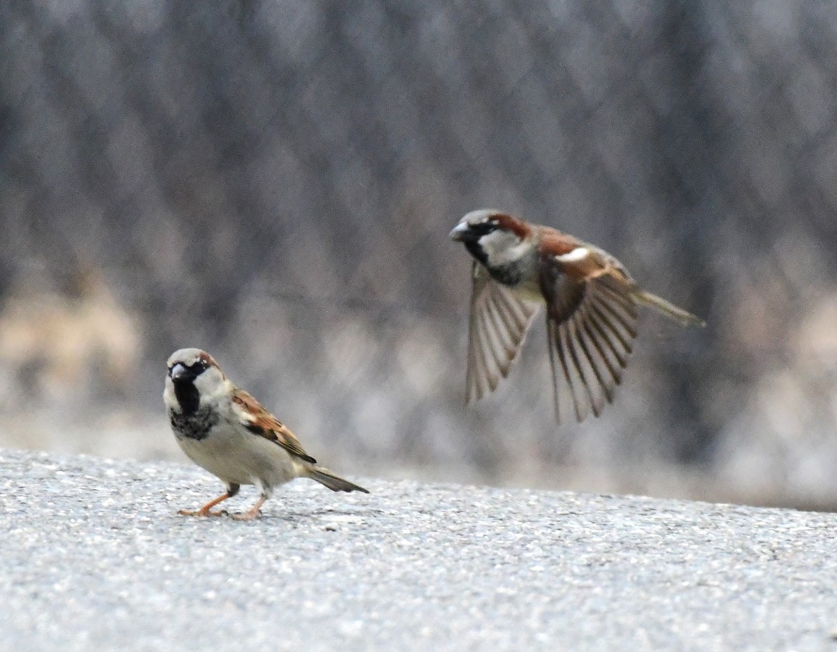 House Sparrow - mike shaw