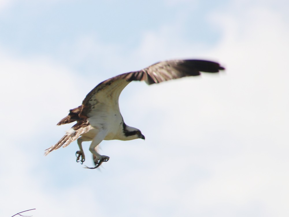 Osprey - ML54682781