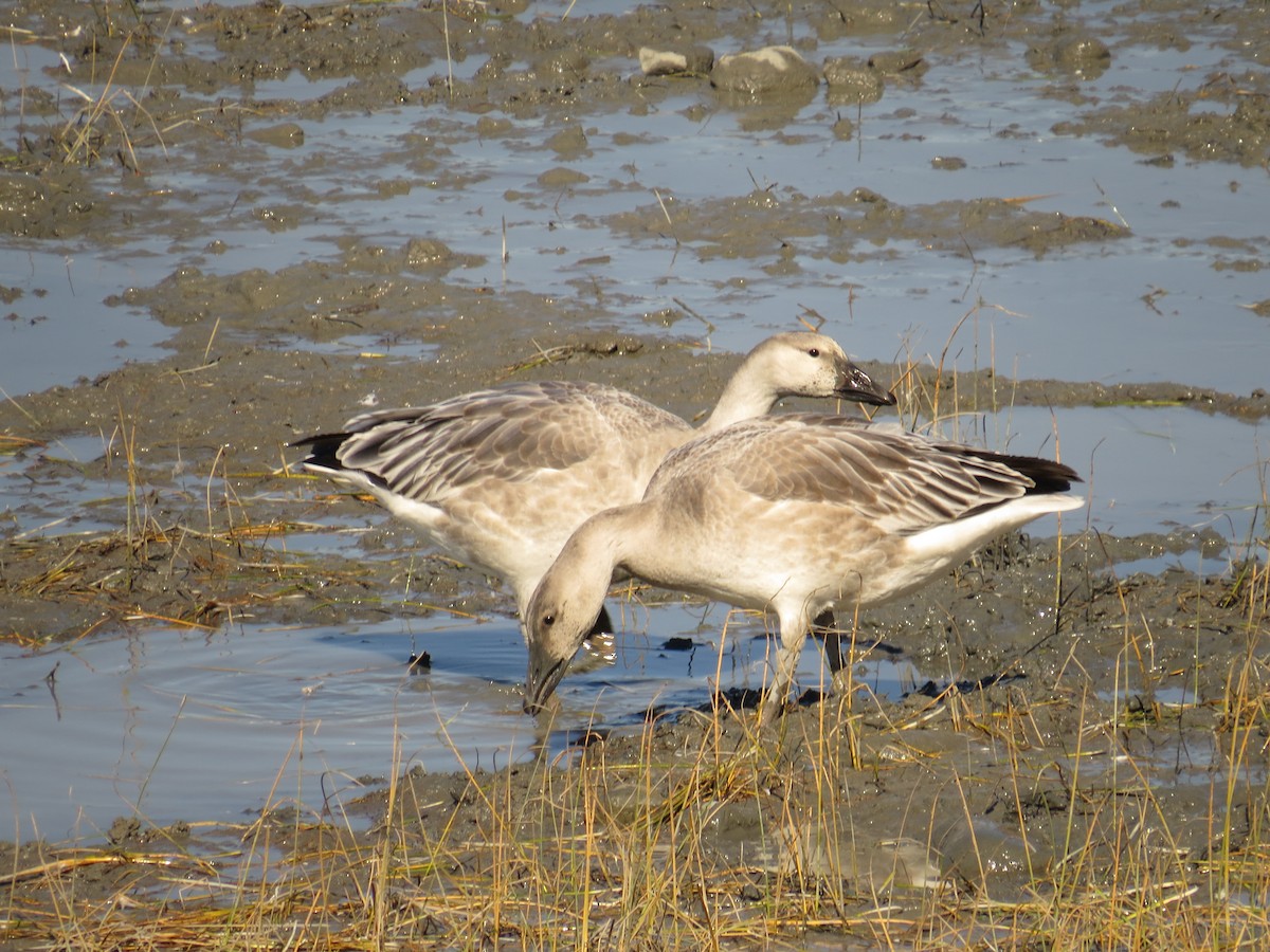 Snow Goose - ML546828121