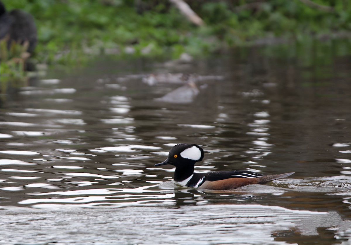 Hooded Merganser - ML546828391