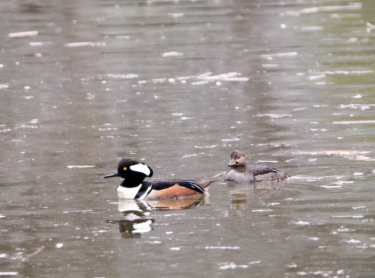 Hooded Merganser - ML546828401