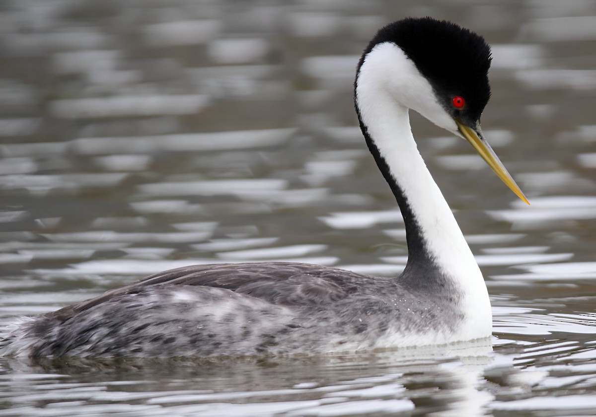 Western Grebe - ML546828431