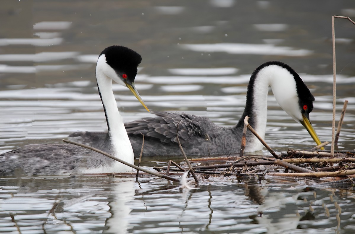 Western Grebe - ML546828441