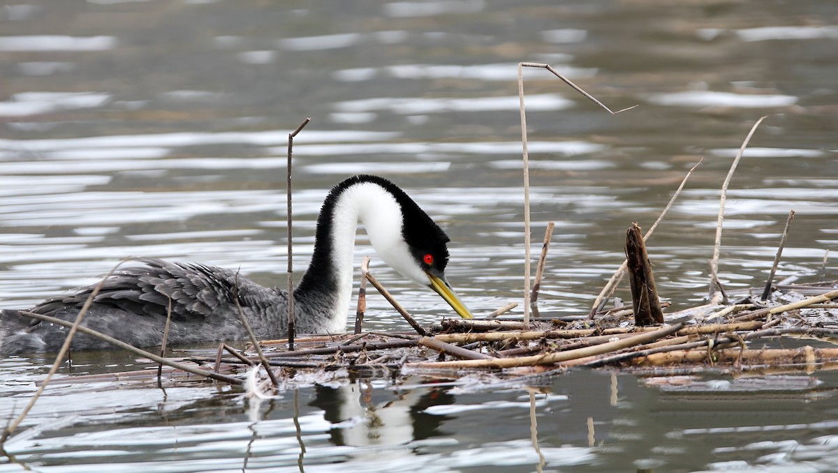 Western Grebe - ML546828451