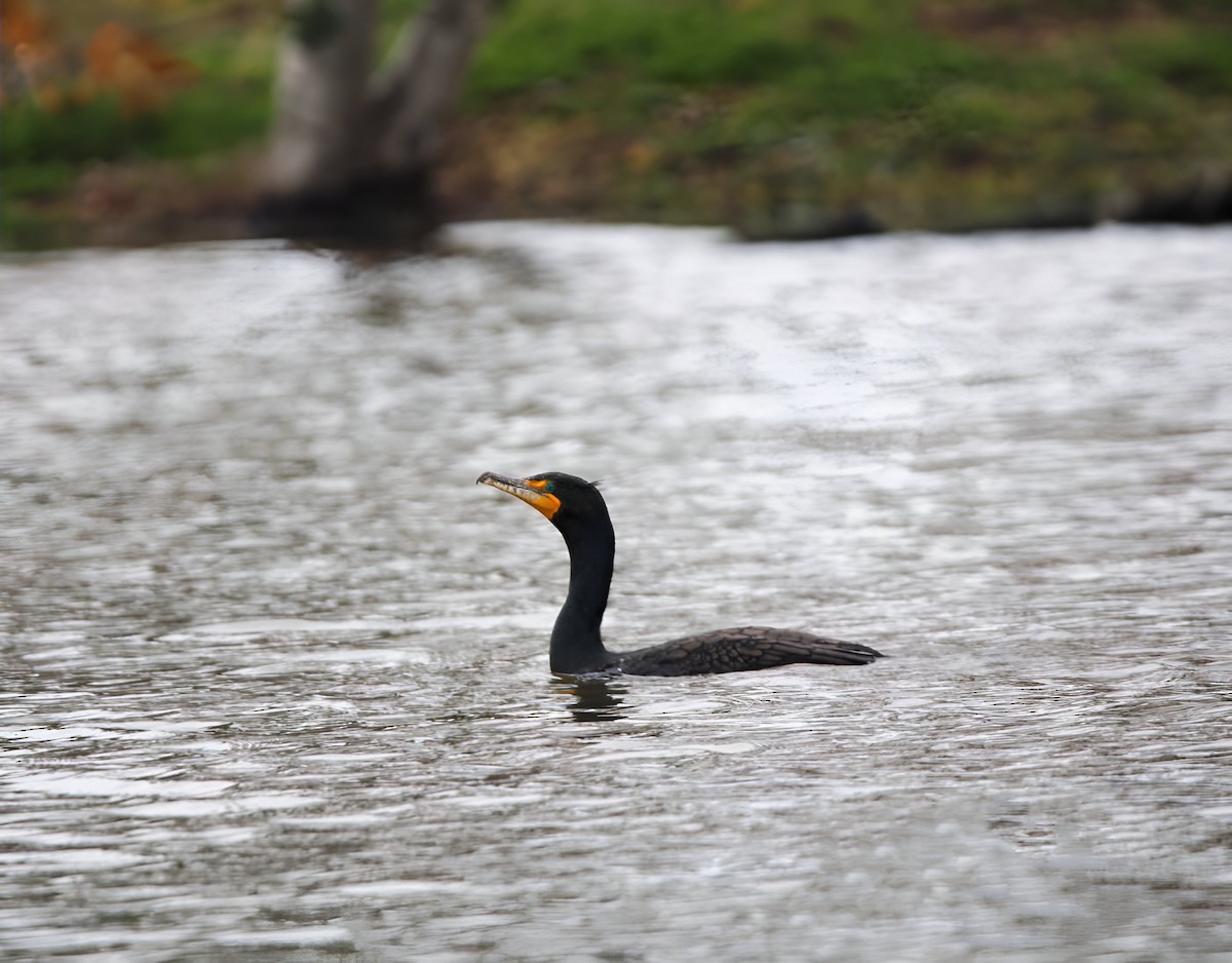 Double-crested Cormorant - ML546828511