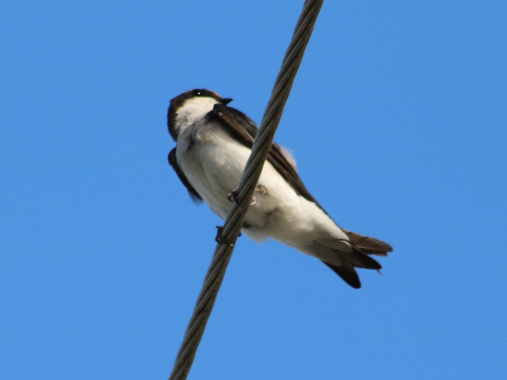 Tree Swallow - ML54682871