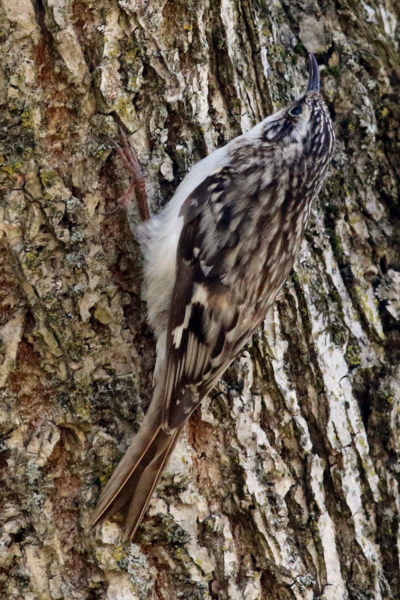 Brown Creeper - ML54682881