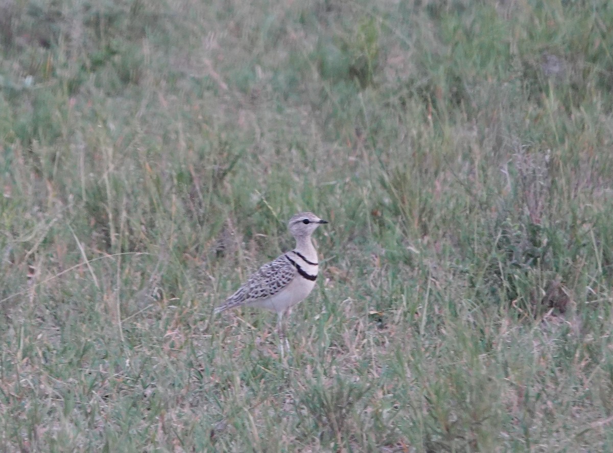 Double-banded Courser - ML546830371