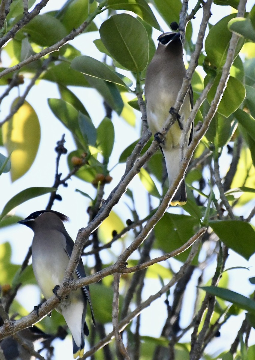 Cedar Waxwing - ML546830861