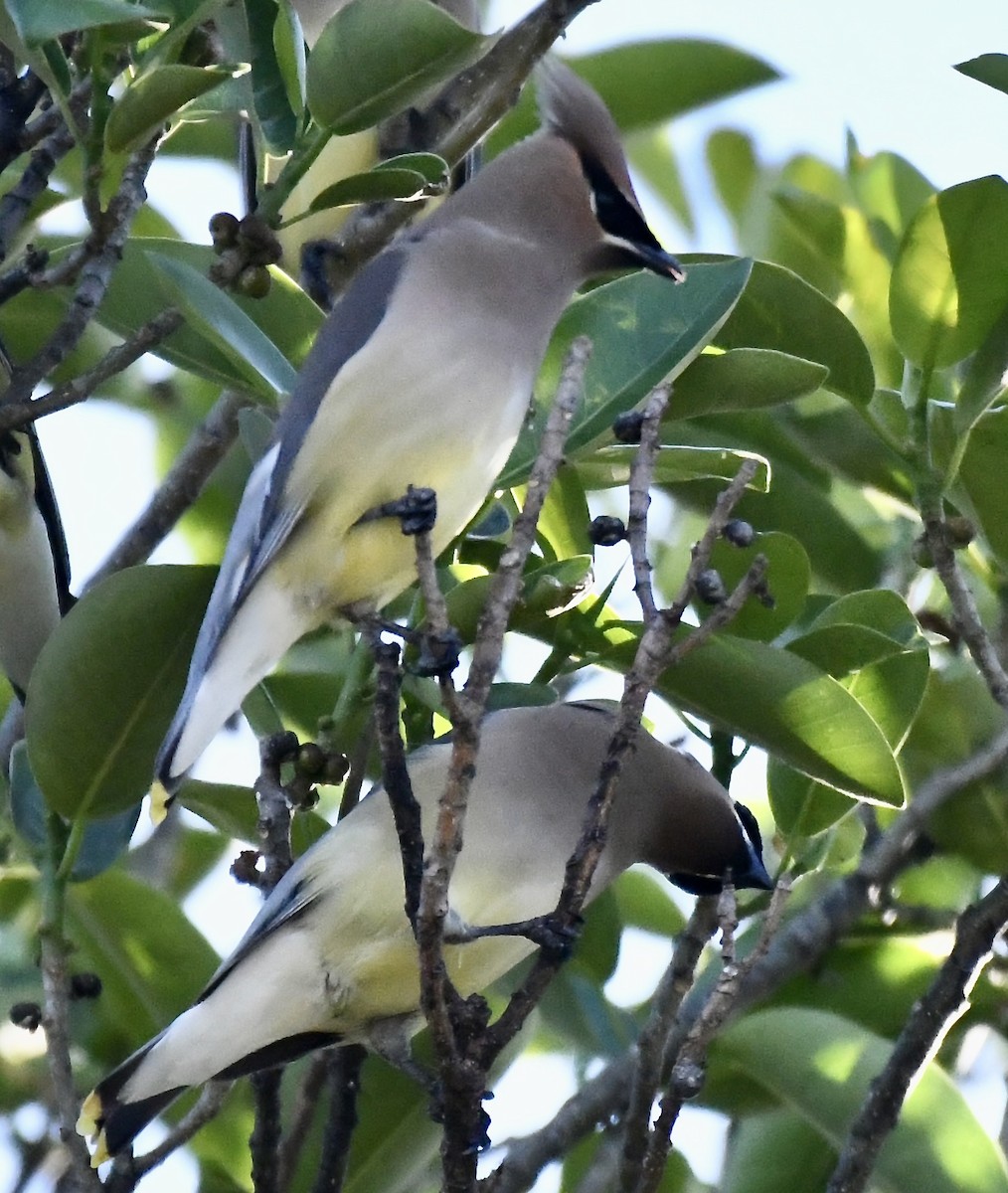 Cedar Waxwing - ML546830881