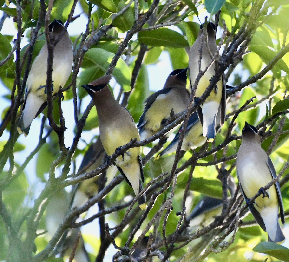 Cedar Waxwing - ML546830931