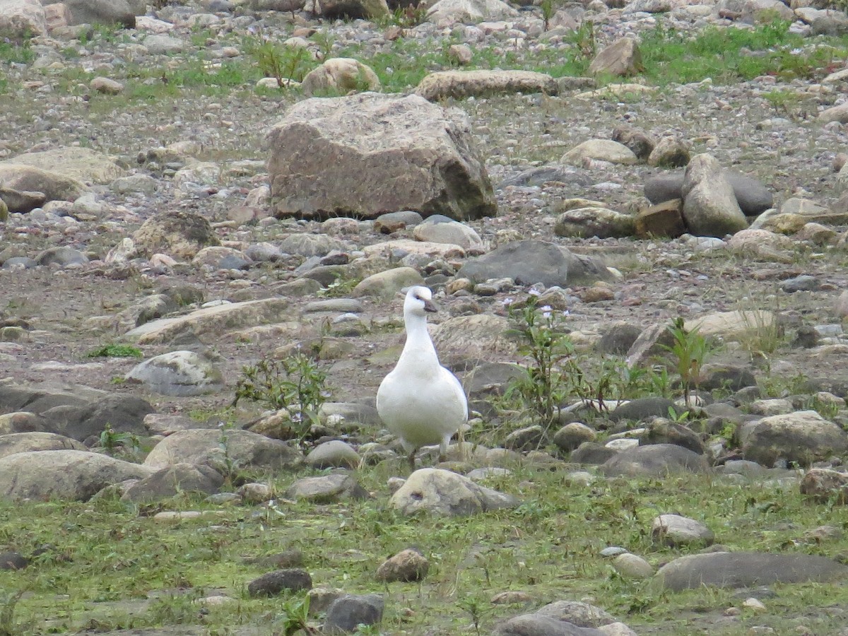 Ross's Goose - ML546831001