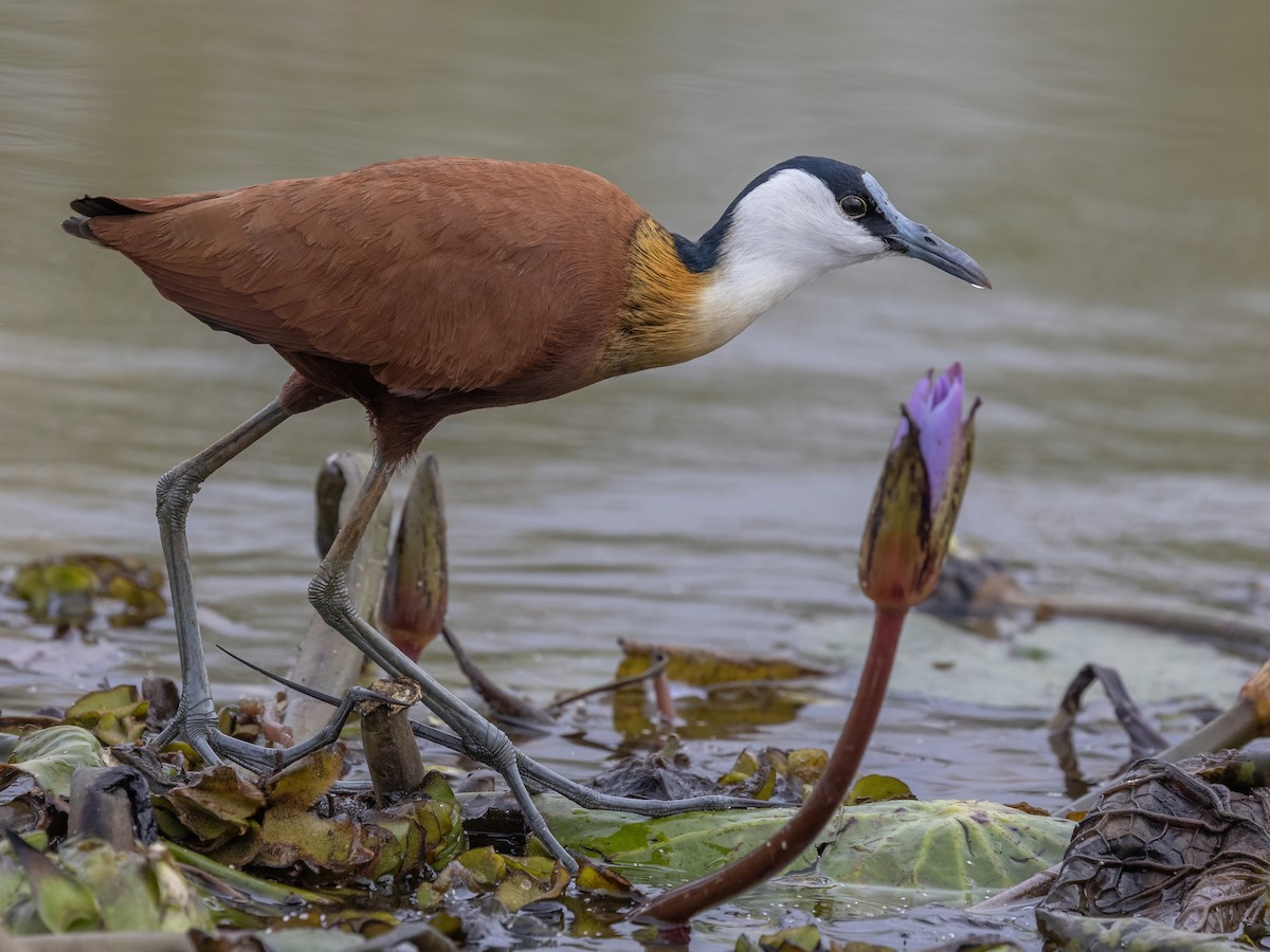 African Jacana