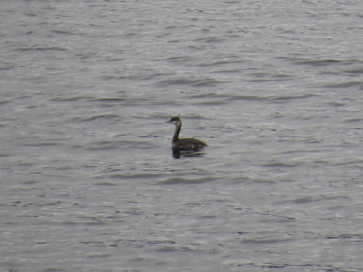 Horned Grebe - ML546831811