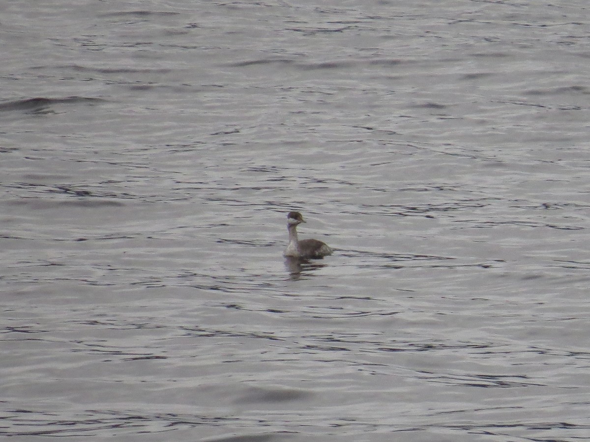 Horned Grebe - ML546831881