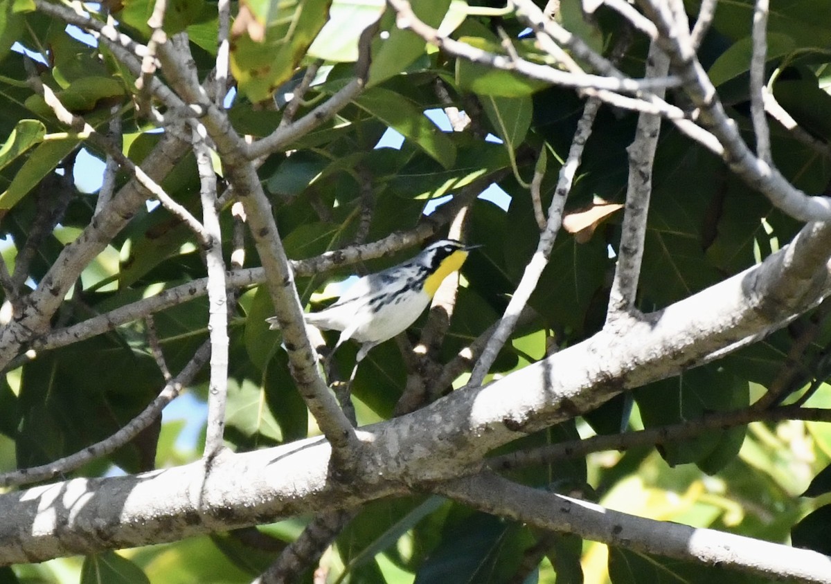 Yellow-throated Warbler - ML546831911