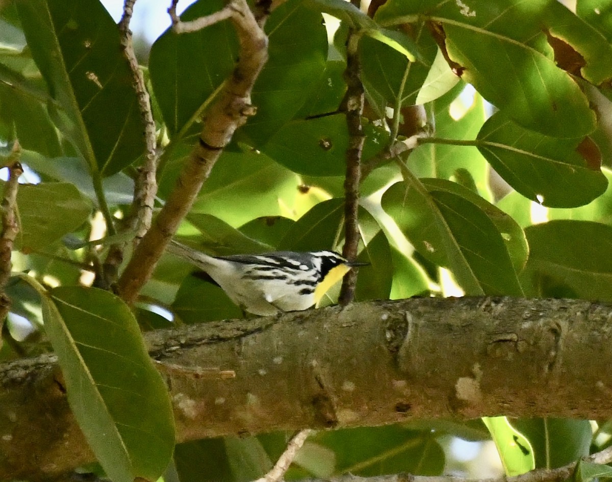 Yellow-throated Warbler - ML546831921