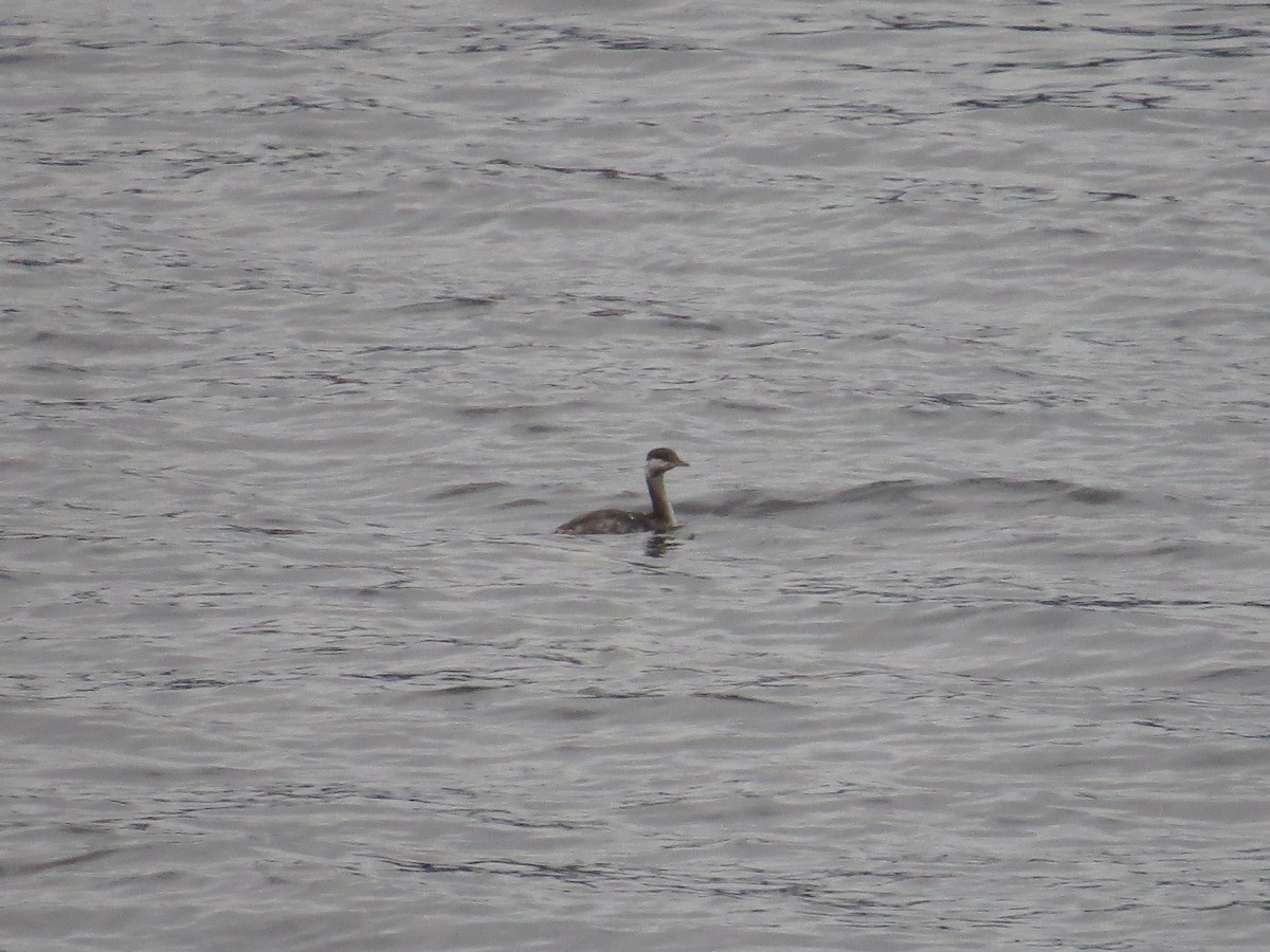 Horned Grebe - ML546831941