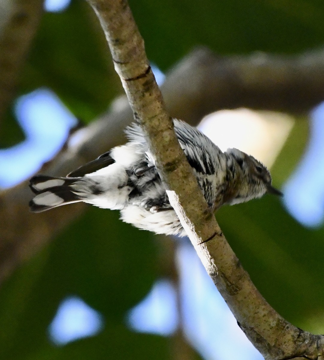 Yellow-rumped Warbler (Myrtle) - ML546832001