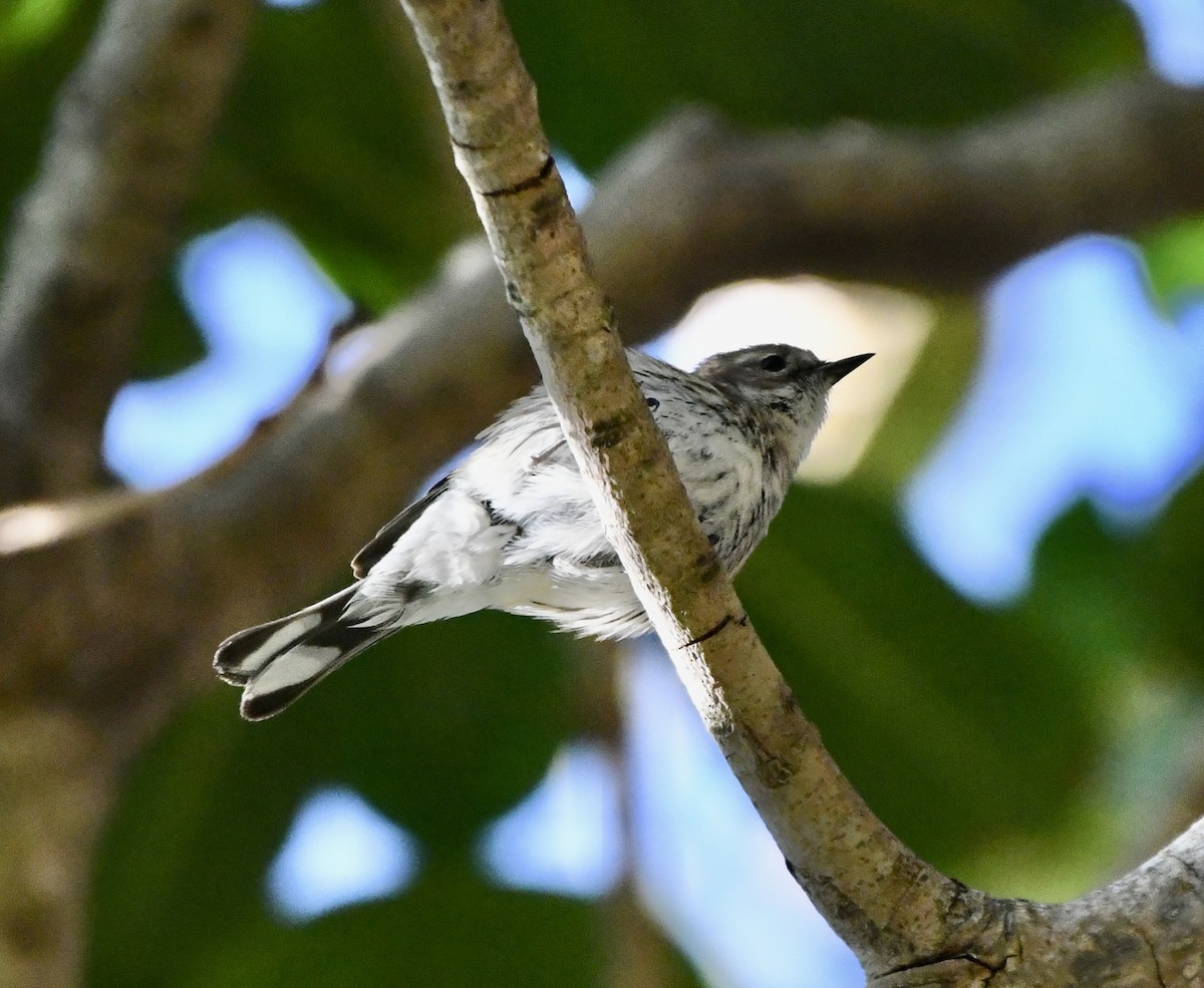 Yellow-rumped Warbler (Myrtle) - ML546832021