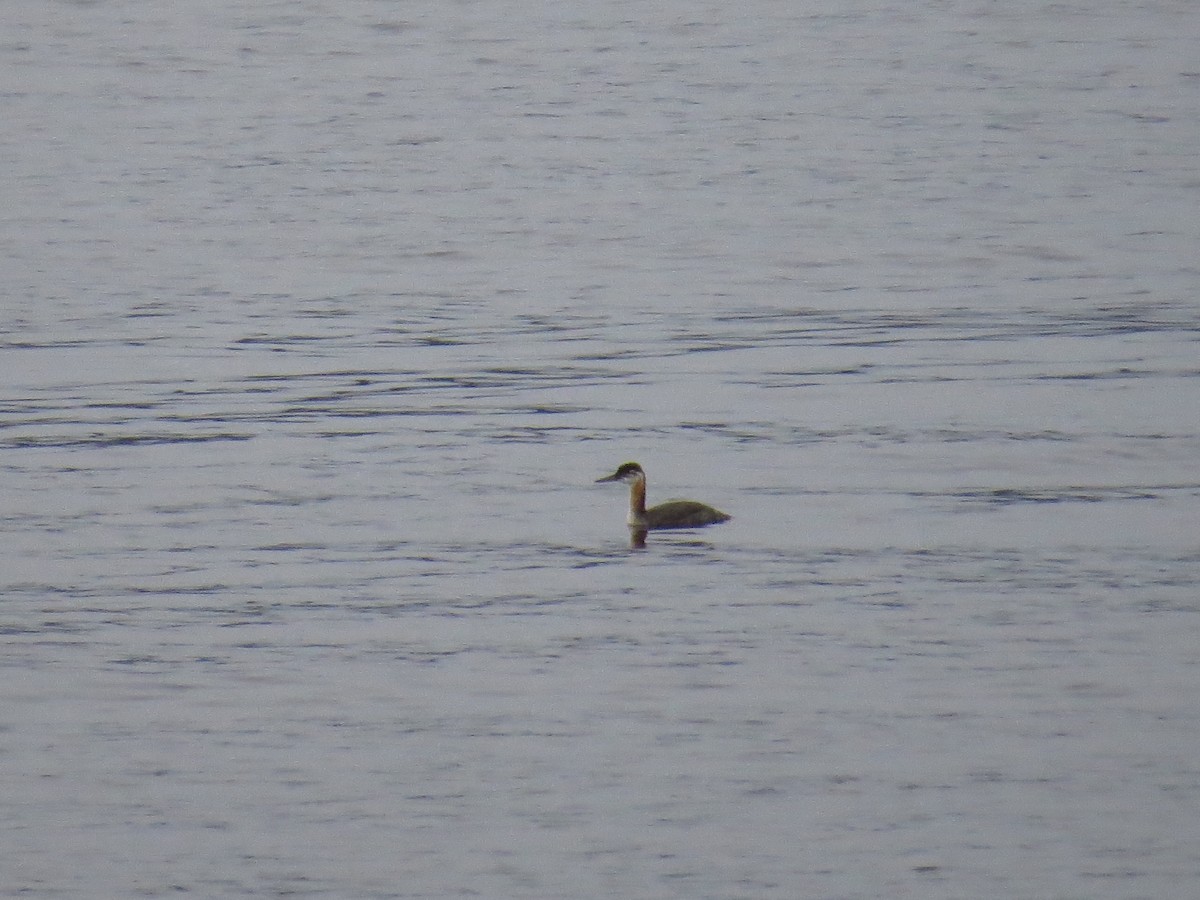 Red-necked Grebe - ML546832061