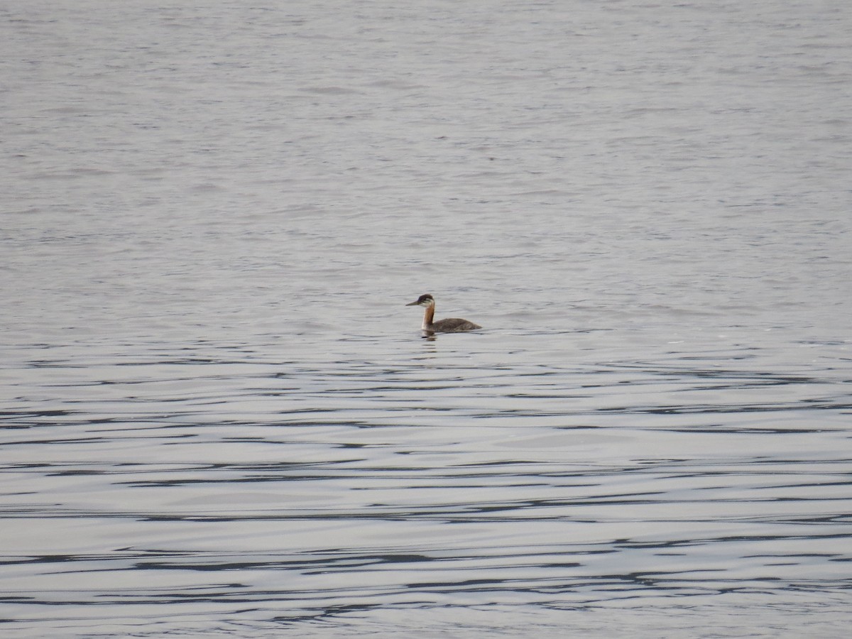 Red-necked Grebe - ML546832141