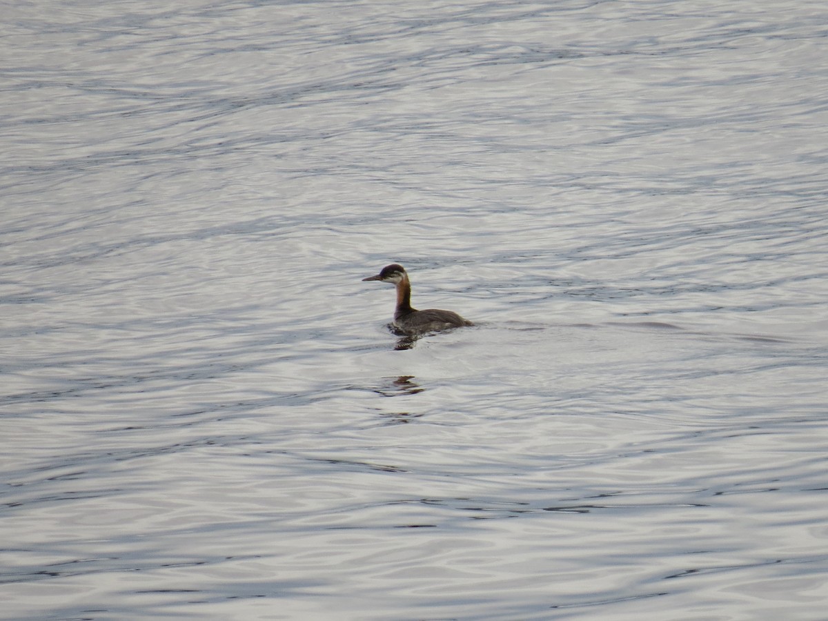 Red-necked Grebe - ML546832201
