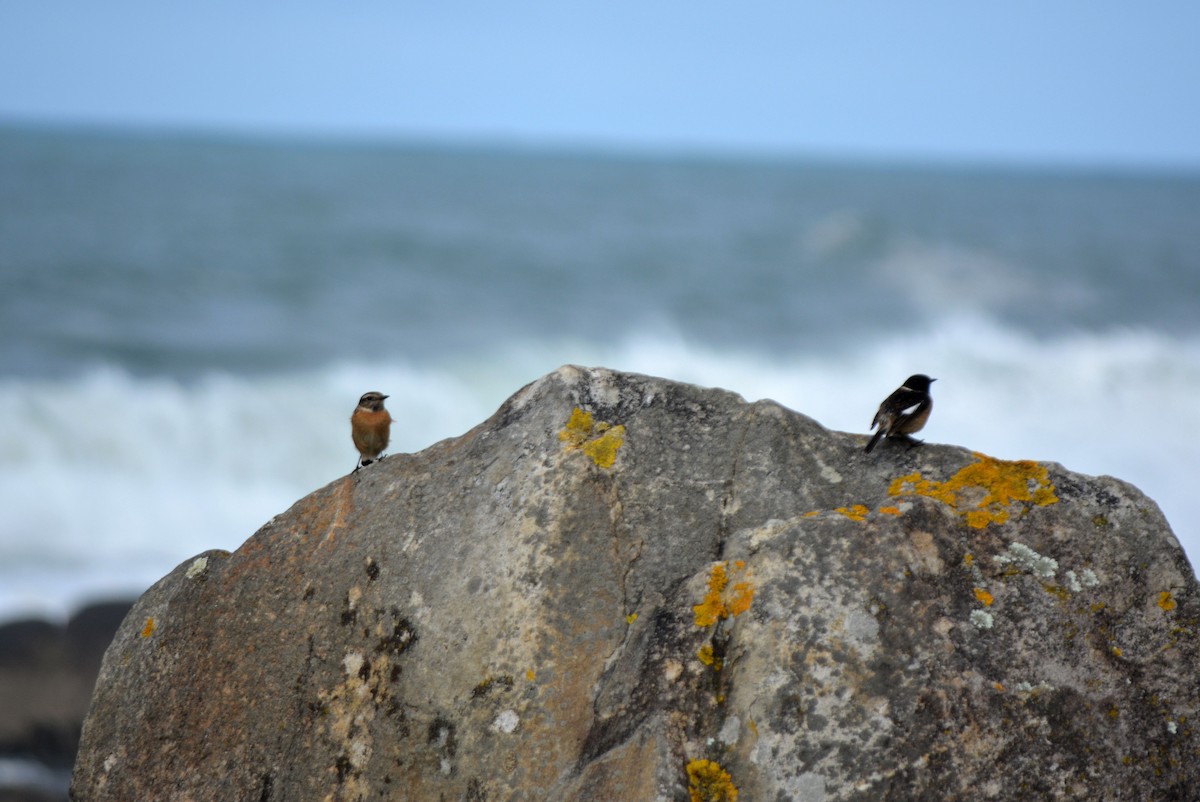 European Stonechat - ML546832431