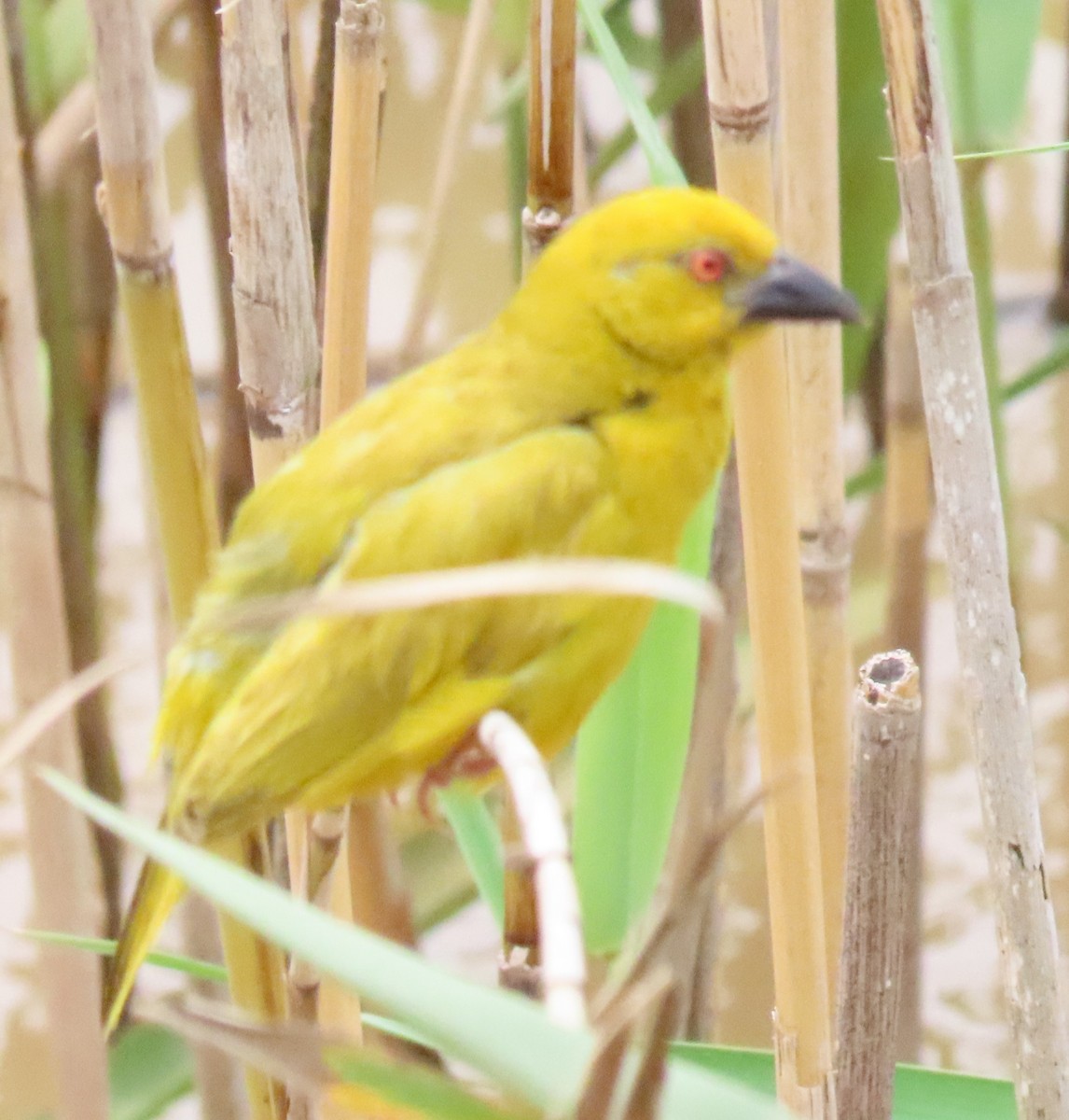 African Golden-Weaver - ML546833401