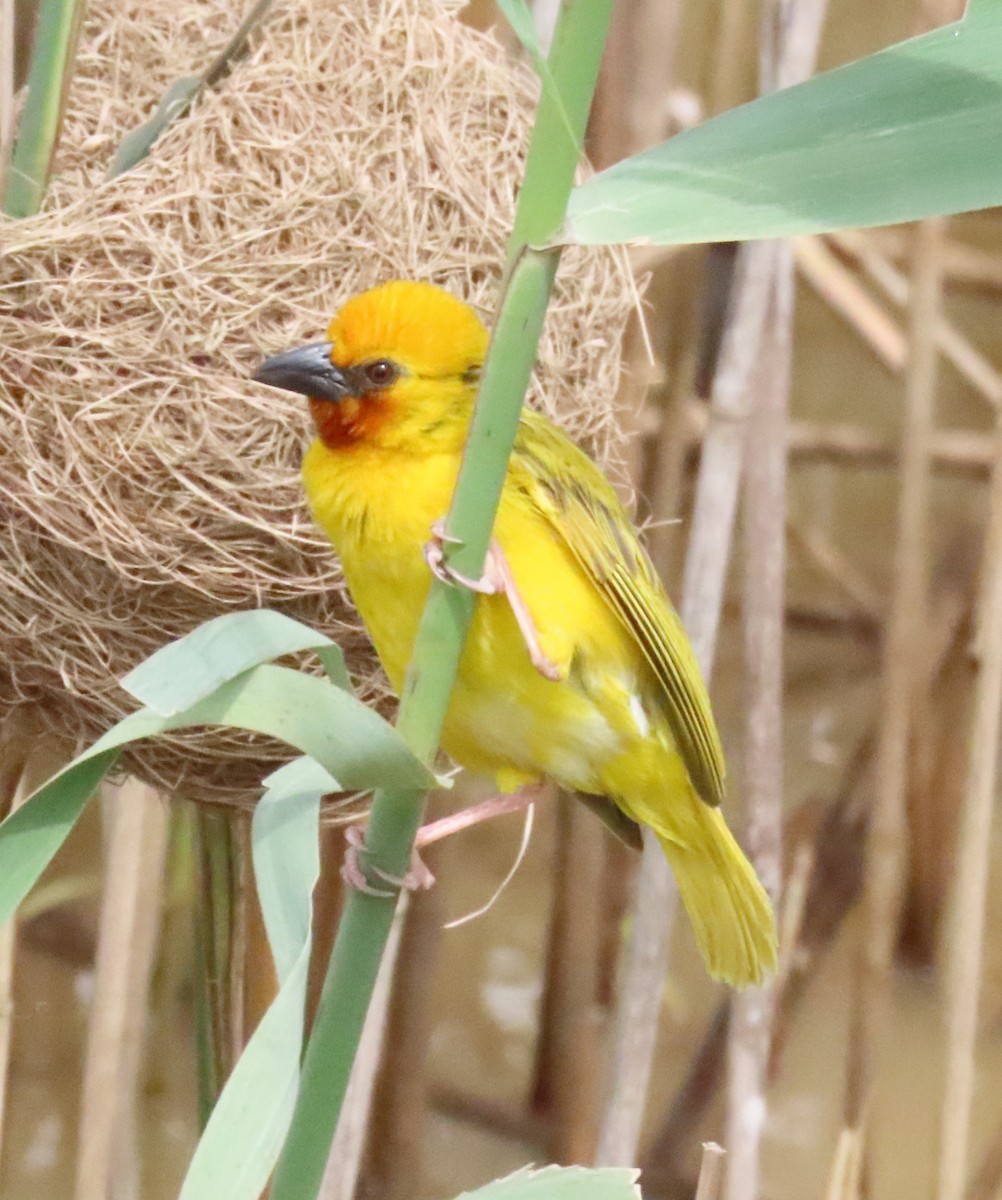 Southern Brown-throated Weaver - Patsy & Tom Inglet