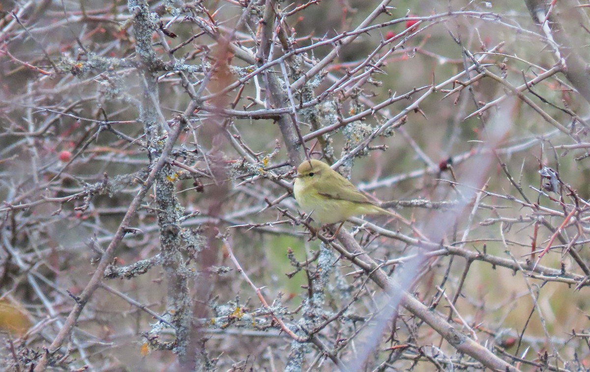 Iberian Chiffchaff - ML546835691