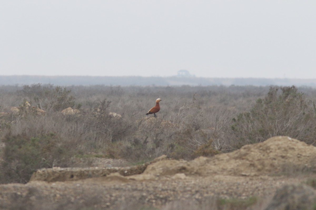 Ruddy Shelduck - ML546836611