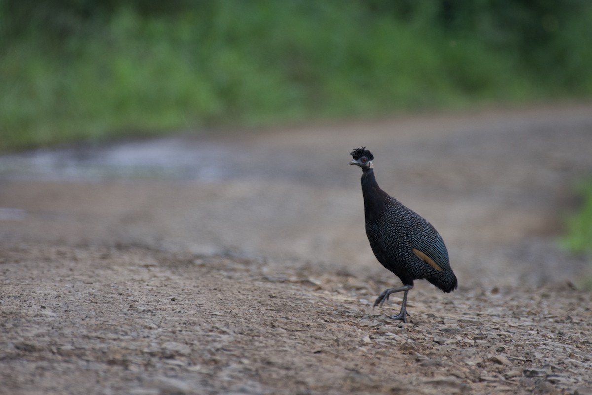 Southern Crested Guineafowl - ML546838251